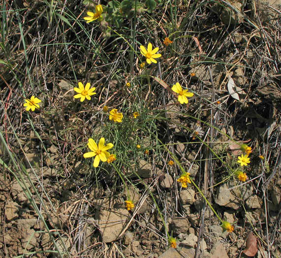 Detailed Picture 4 of Annual Coreopsis