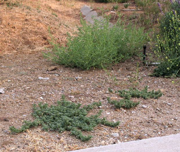 Detailed Picture 6 of Prostrate Pigweed