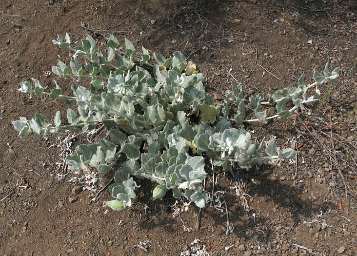 Detailed Picture 5 of California Milkweed
