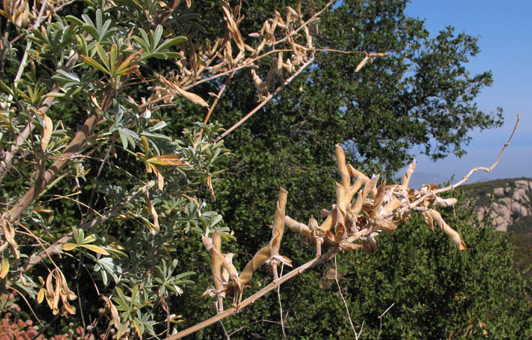 Detailed Picture 6 of Bush Lupine