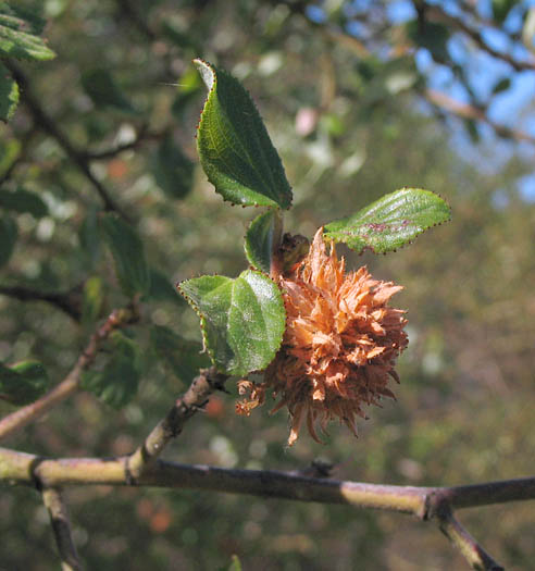 Detailed Picture 10 of Hairy-leaved Ceanothus