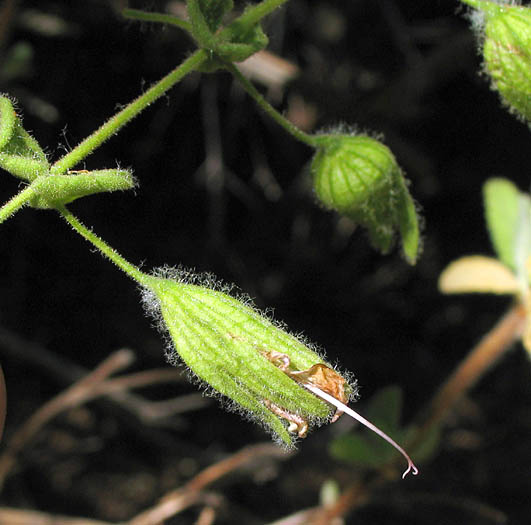 Detailed Picture 6 of Pitcher Sage