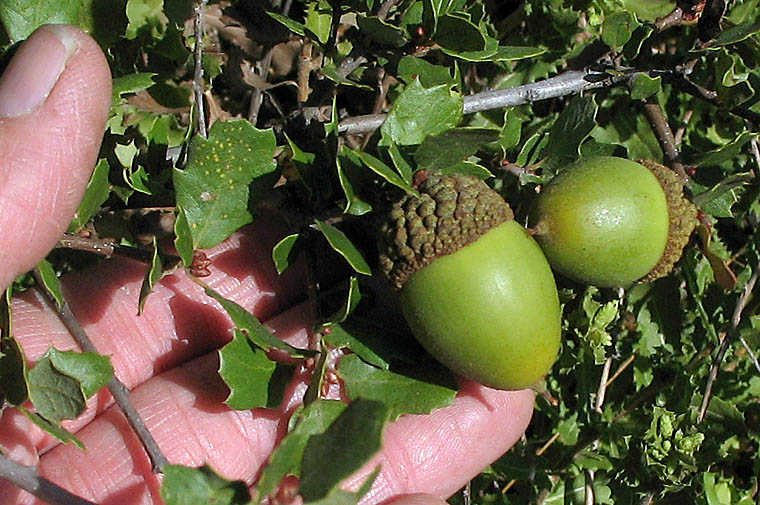 Detailed Picture 6 of Scrub Oak