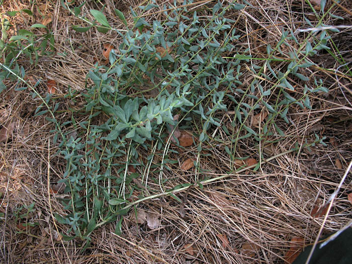 Detailed Picture 5 of Poverty Weed