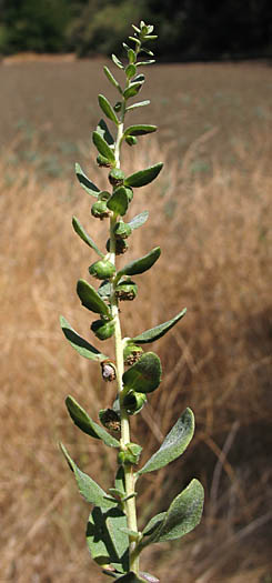 Detailed Picture 4 of Poverty Weed