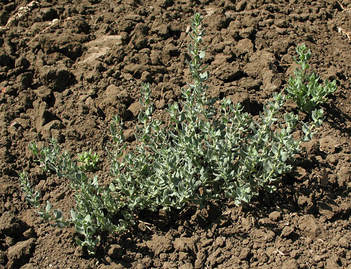 Detailed Picture 6 of Poverty Weed