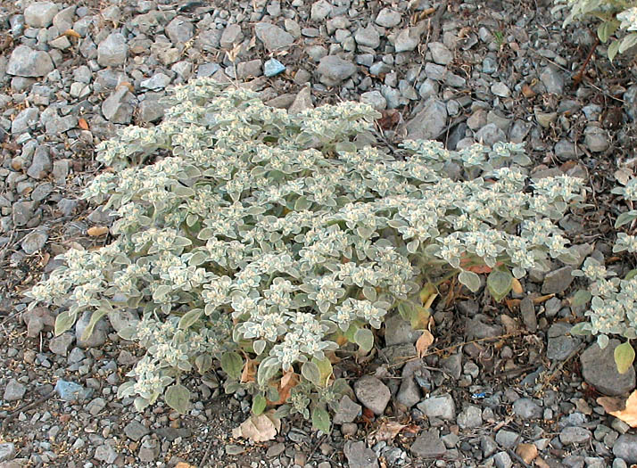 Detailed Picture 4 of Turkey Mullein
