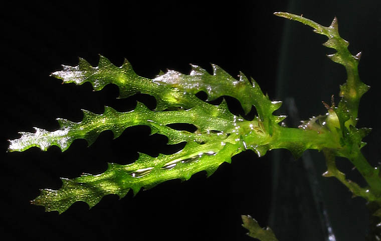 Detailed Picture 4 of Holly-leaved Water-nymph