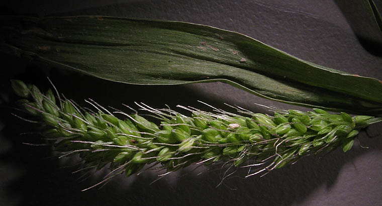 Detailed Picture 1 of Bur Bristle Grass