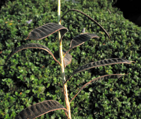 Detailed Picture 5 of African Senna