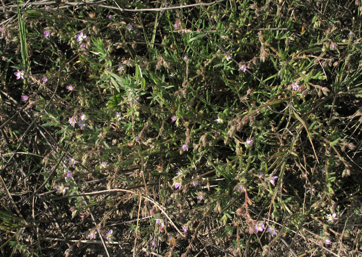 Detailed Picture 7 of Salt-marsh Sand Spurry