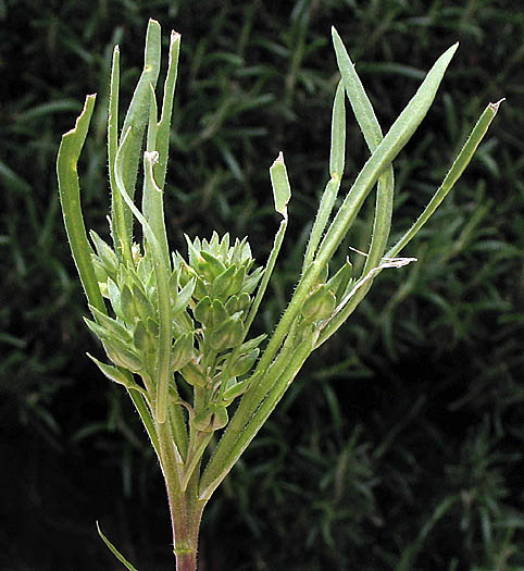 Detailed Picture 5 of Dwarf Peppergrass