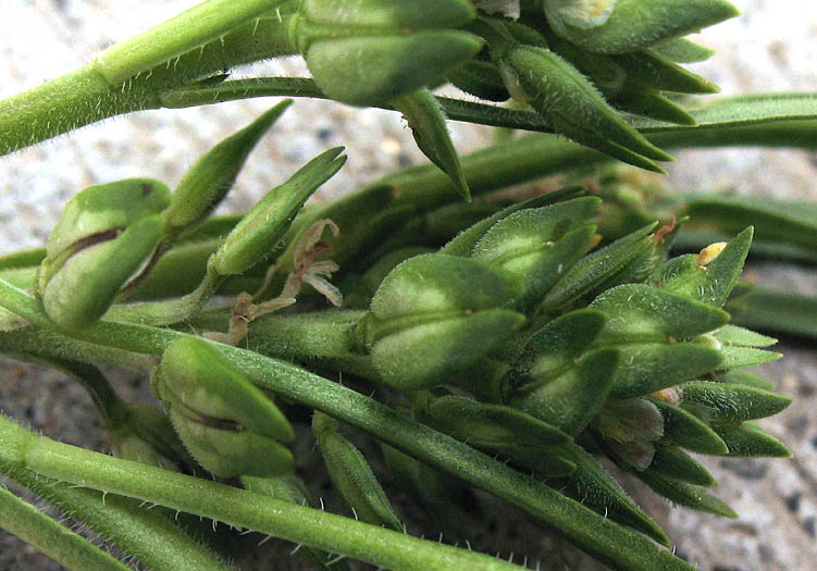 Detailed Picture 7 of Dwarf Peppergrass
