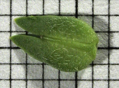 Detailed Picture 8 of Dwarf Peppergrass