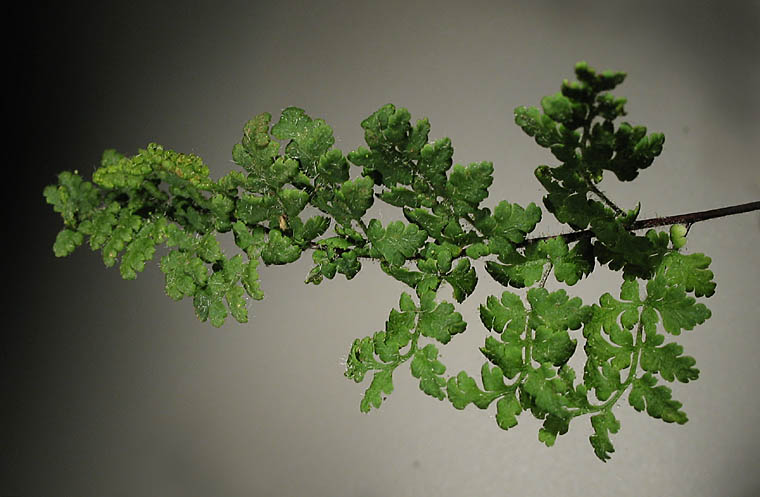 Detailed Picture 1 of Cooper's Lip Fern