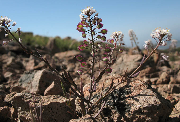 Detailed Picture 5 of Santa Cruz Island Fringepod