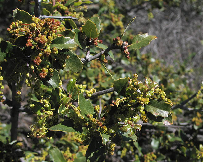 Detailed Picture 3 of Scrub Oak