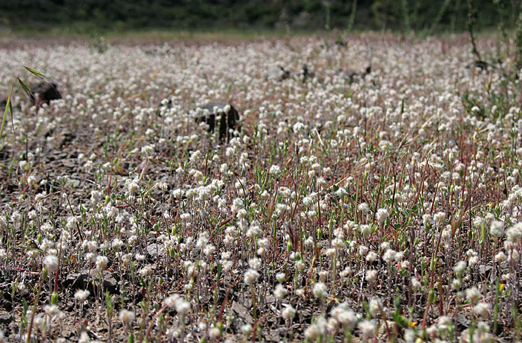 Detailed Picture 4 of Slender Cotton Weed