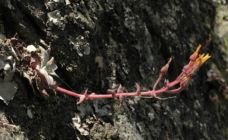 Detailed Picture 4 of Marcescent Dudleya
