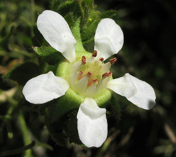 Detailed Picture 1 of Wedgeleaf Horkelia