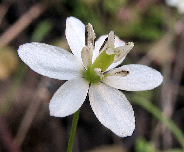 Detailed Picture 1 of Small-flowered Meconella