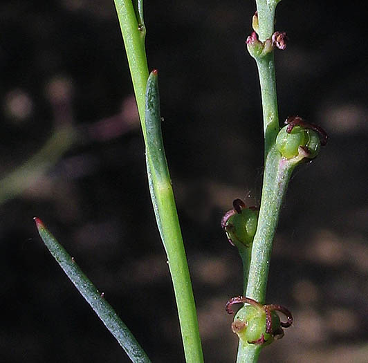 Detailed Picture 6 of Queen's-root