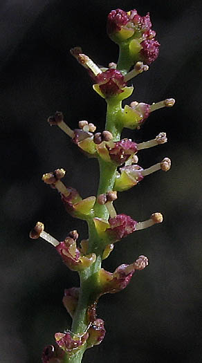 Detailed Picture 3 of Queen's-root