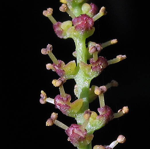 Detailed Picture 1 of Queen's-root