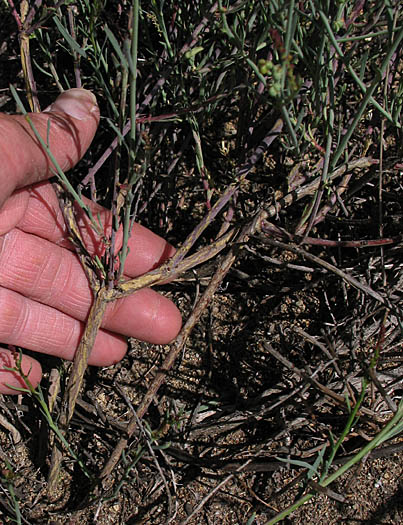 Detailed Picture 8 of Queen's-root