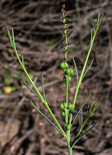 Detailed Picture 7 of Queen's-root