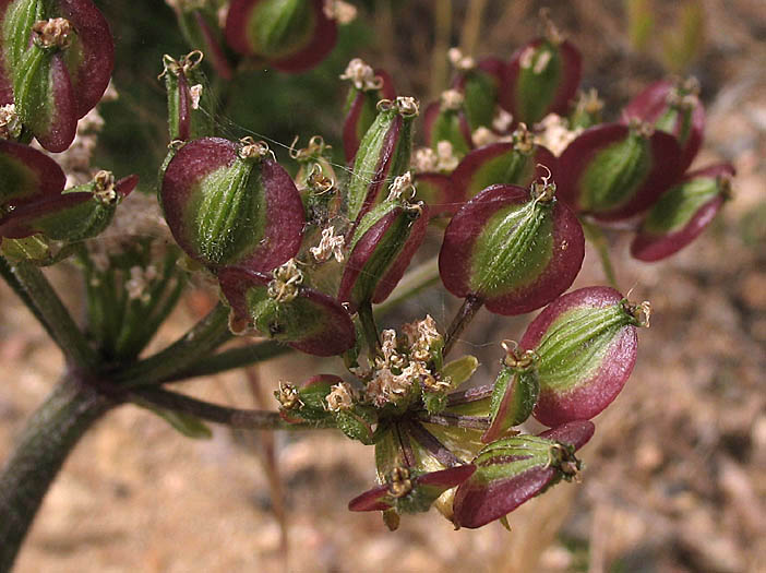 Detailed Picture 7 of Woolly Lomatium