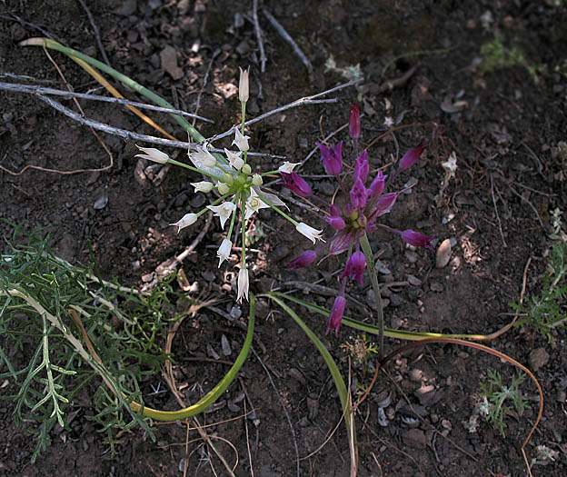 Detailed Picture 5 of Peninsular Onion