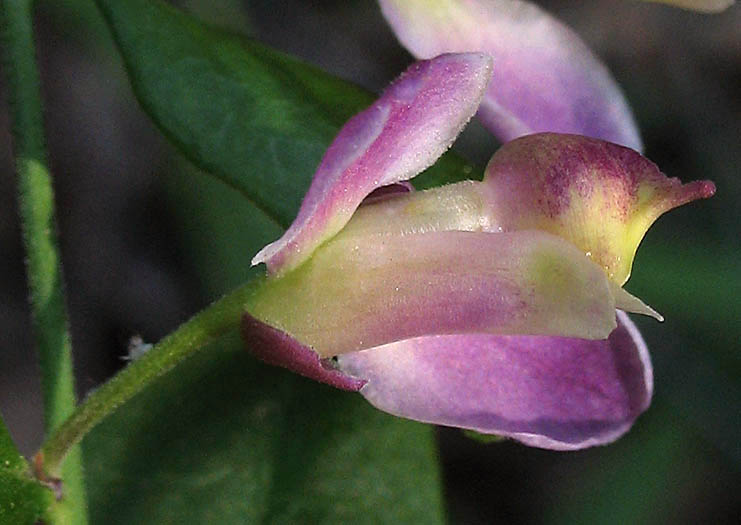 Detailed Picture 1 of Fish's Milkwort