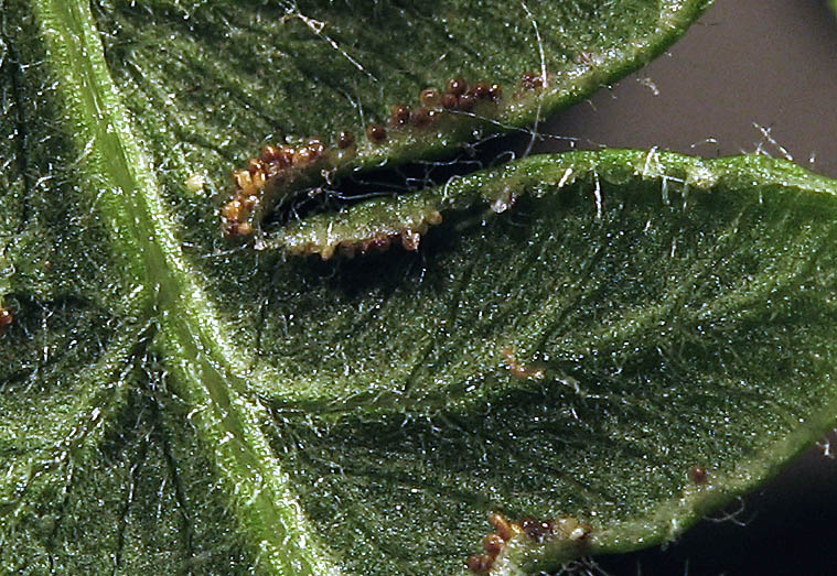 Detailed Picture 5 of Western Bracken Fern