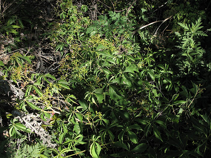 Detailed Picture 6 of Thicket Creeper