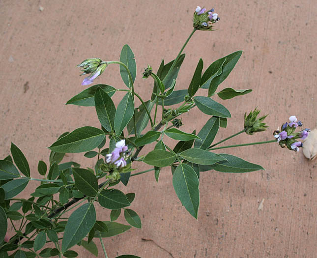Detailed Picture 3 of Arabian Pea