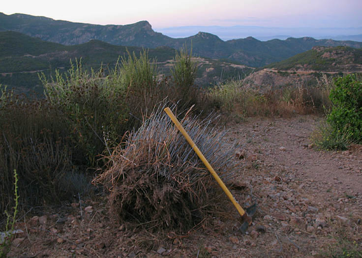 Detailed Picture 6 of Harding Grass