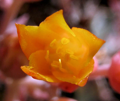 Detailed Picture 2 of Canyon Dudleya