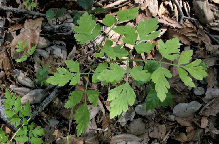 Detailed Picture 2 of Sweet Cicely