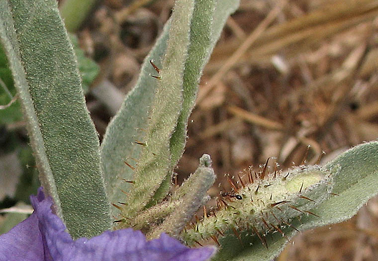 Detailed Picture 5 of Silverleaf Nettle