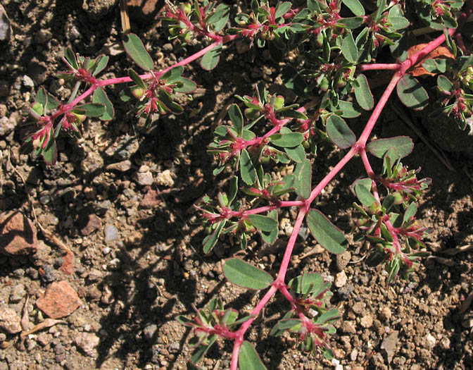 Detailed Picture 6 of Thyme-leaved Spurge
