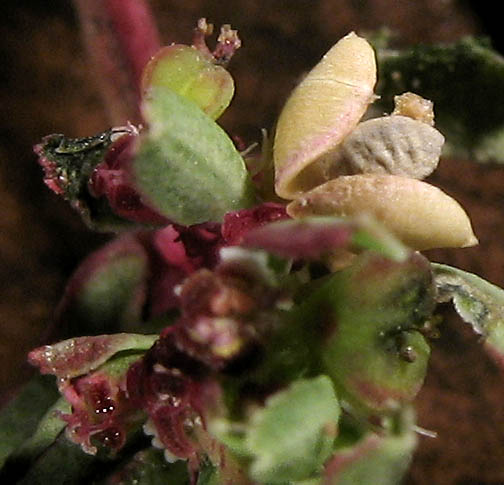Detailed Picture 10 of Thyme-leaved Spurge