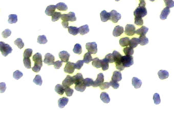 Detailed Picture 5 of Broad-leaved Cattail