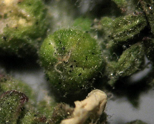 Detailed Picture 2 of Cut-leaved Goosefoot