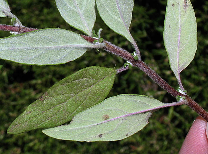 Detailed Picture 6 of Thickleaf Monardella