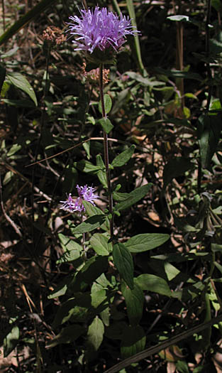 Detailed Picture 5 of Thickleaf Monardella