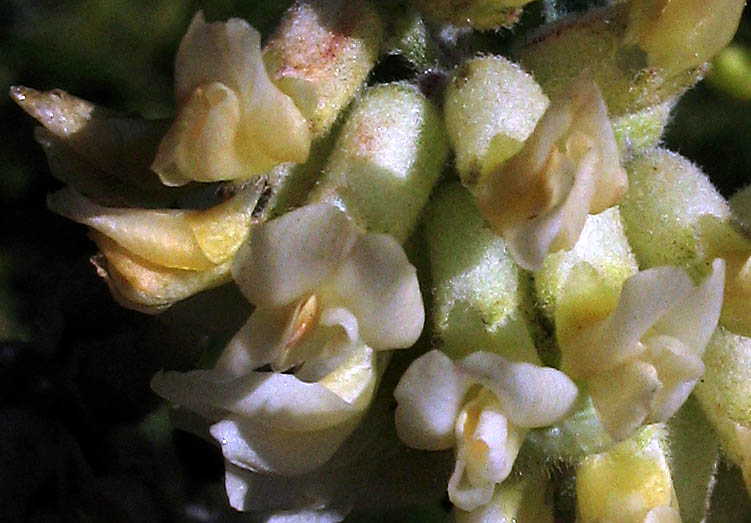 Detailed Picture 1 of Ventura Marsh Milkvetch