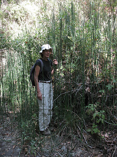 Detailed Picture 5 of Common Scouring Rush