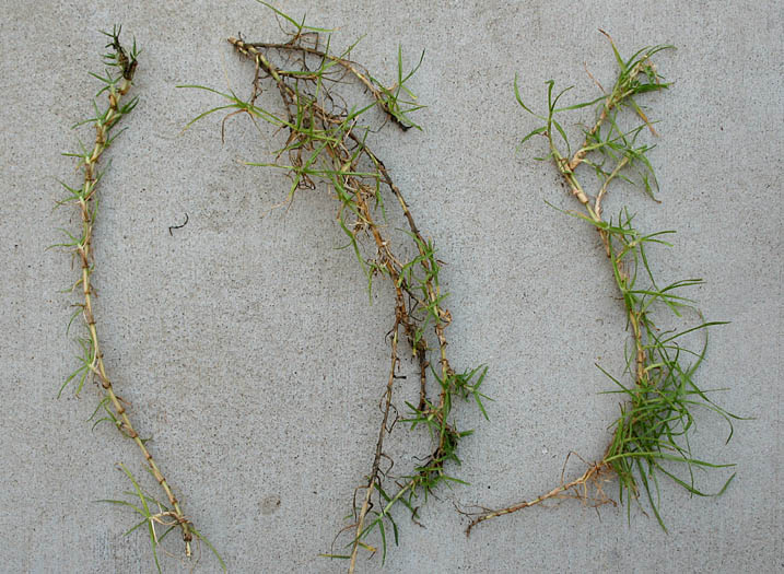 Detailed Picture 5 of Kikuyu Grass