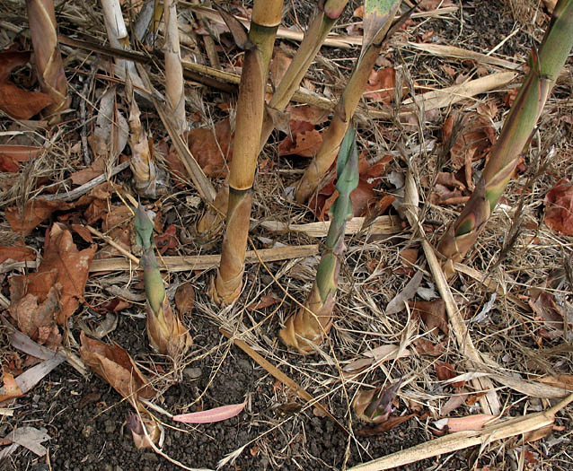 Detailed Picture 5 of Giant Reed